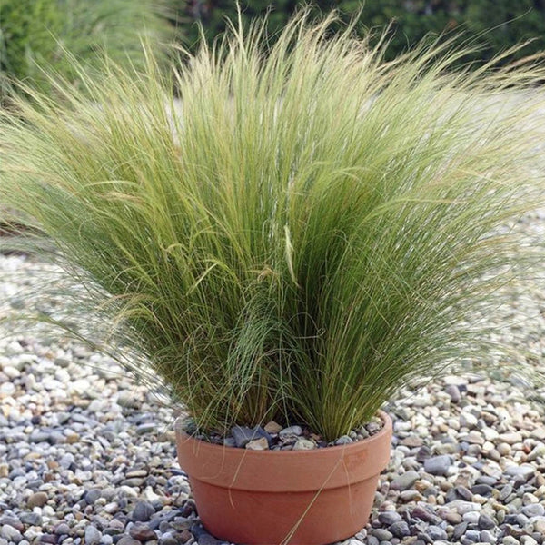 Mexican Feathergrass, 50 Seeds
