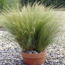 Mexican Feathergrass, 50 Seeds