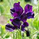 Royal Navy Blue Sweet Pea, 5 Seeds