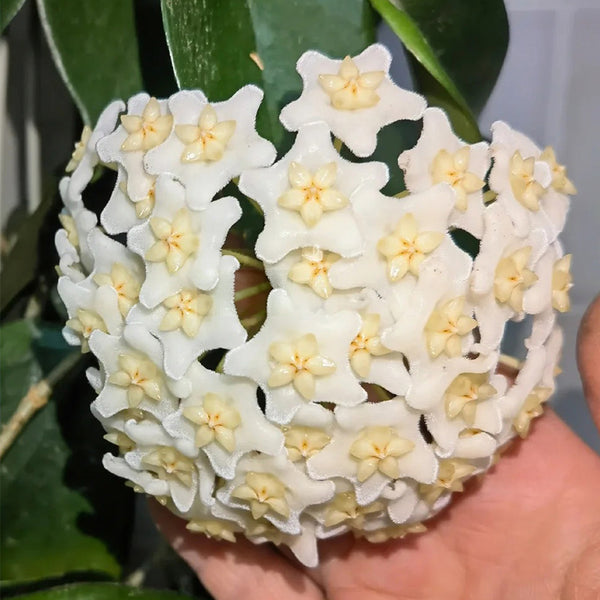 Hoya carnosa 'White Phoenix', 1 Cutting