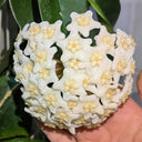 Hoya carnosa 'White Phoenix', 1 Cutting