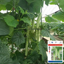 Yanbai No.3 Cucumber Seeds, 10g
