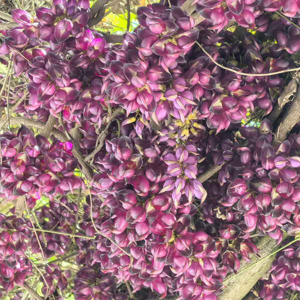 Evergreen Mucuna, 10 Seeds