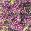 Evergreen Mucuna, 10 Seeds
