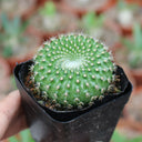 Parodia haselbergii subsp. graessneri 'Green', 3-4cm