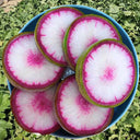 Xinbaoda Ice Cream Radish Seeds, 5g