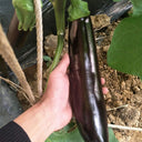 'Changza 218' Eggplant Seeds, 10g