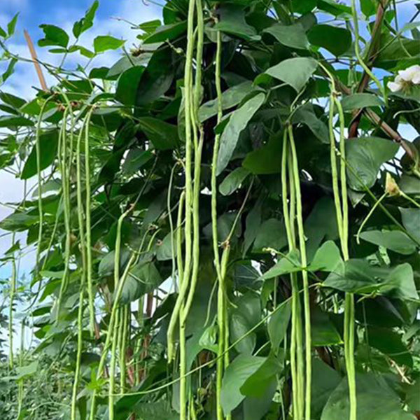 Continuously Harvestable Yardlong Bean Seeds, 5 × 5g Bags