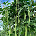 Continuously Harvestable Yardlong Bean Seeds, 5 × 5g Bags