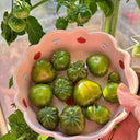 'Eden Micro Tiny No.4' Tomato Seeds, 3 Seeds