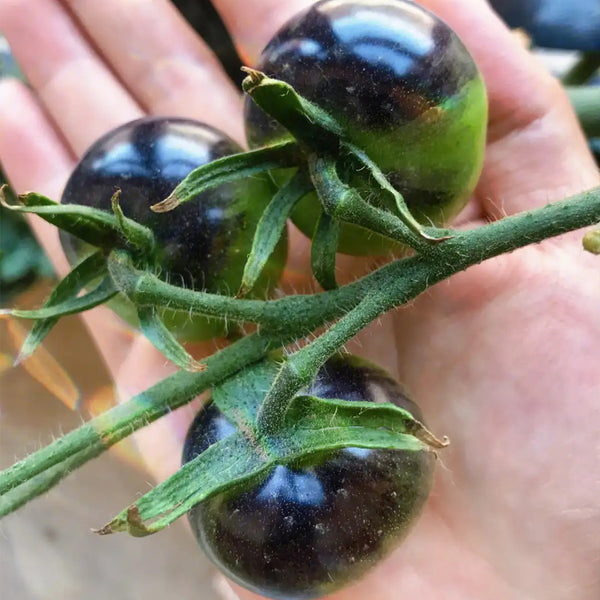 Black Knight Tomato Seeds, 25 Seeds