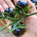 Black Knight Tomato Seeds, 25 Seeds