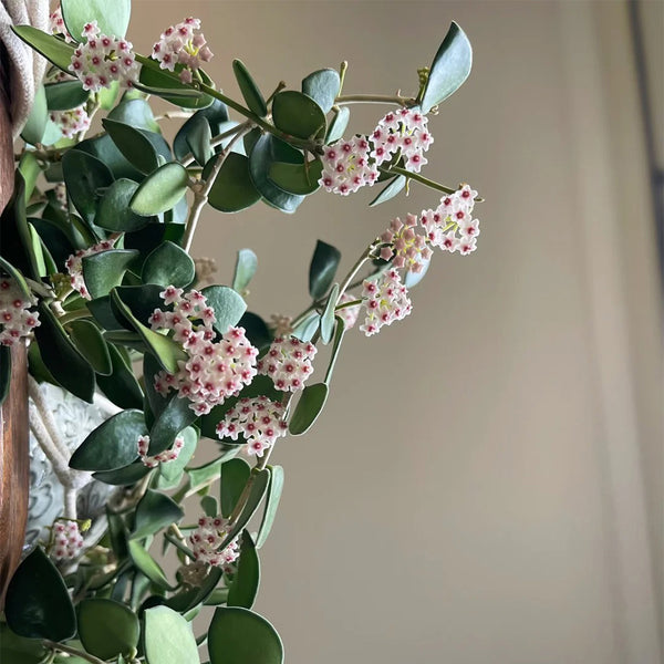 Coin Leaf Hoya, 5 Cuttings