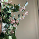 Coin Leaf Hoya, 5 Cuttings