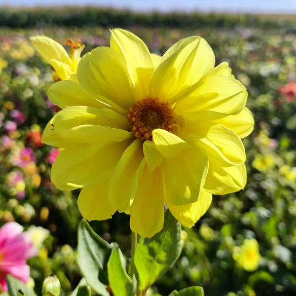 Dwarf Dahlia, 1g