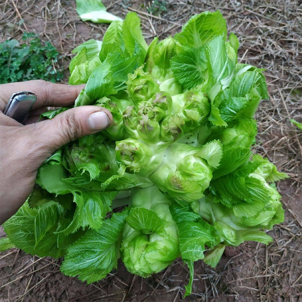 Keguang Baby Mustard Greens Seeds, 10g