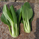 'Jinmei 22' Pak Choi Seeds, 10g