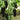 Perilla Pepper, 100 Seeds