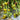 905 Dinosaur Egg Green Tomato, 5 Seeds