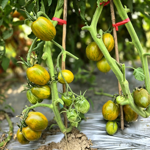 905 Dinosaur Egg Green Tomato, 5 Seeds