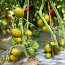 905 Dinosaur Egg Green Tomato, 5 Seeds