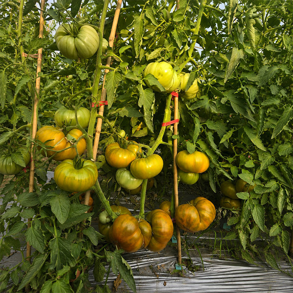 662 Green Fantasy Tomato, 5 Seeds