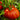 Miracle of the Garden Tomato, 5 Seeds