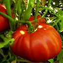 Miracle of the Garden Tomato, 5 Seeds
