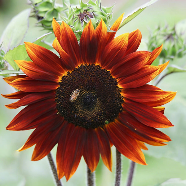 HEL10 Mixed Color Sunflower, 50 Seeds