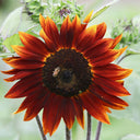 HEL10 Mixed Color Sunflower, 50 Seeds