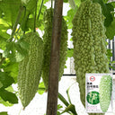 Jiemei 15 Bitter Gourd, 10 Seeds