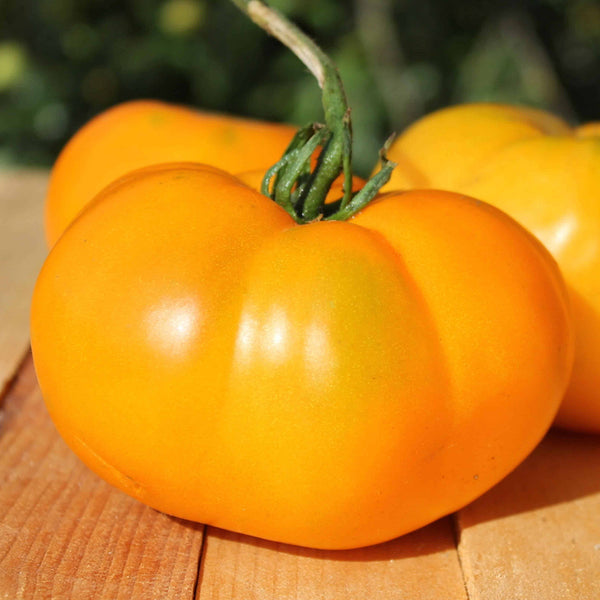 'Peaches and Cream' Tomato Seeds, 5 Seeds