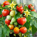 771 Evita Mini Pot Tomato, 5 Seeds