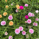 Hezhichun Mixed Double Portulaca Seeds, 1g