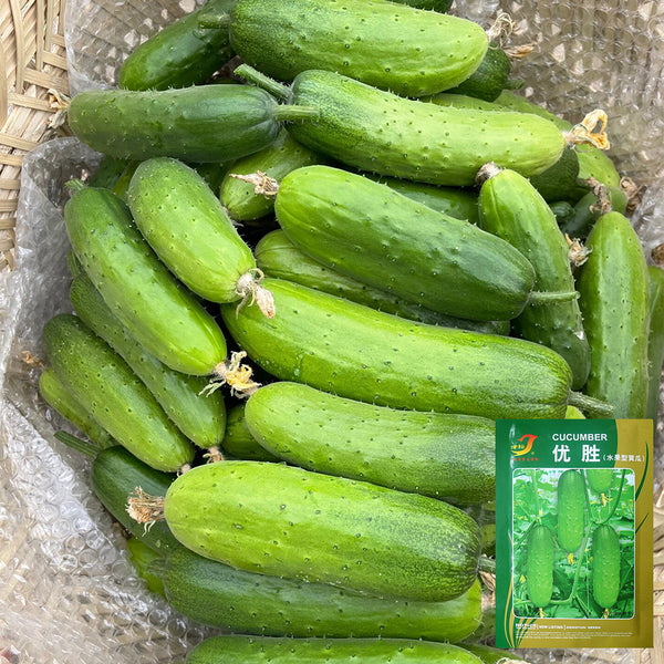 'Superior' Classic Fruit Cucumber Seeds, 3g