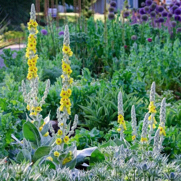 Mullein Seeds, 200 Seeds