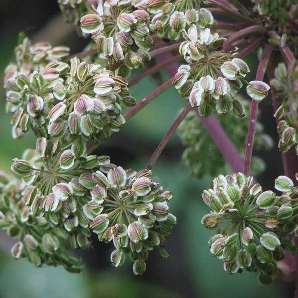 Hemsley's Hogweed Seeds, 100 Seeds