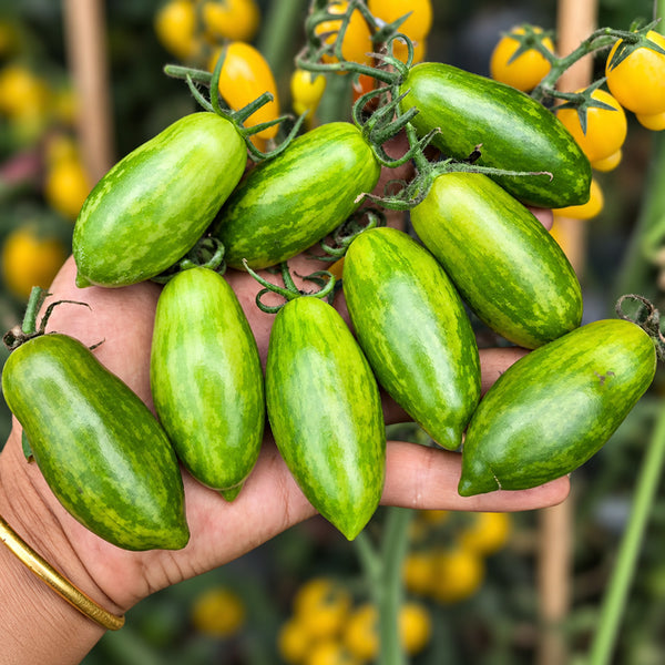 551 Emerald Green Tomato, 5 Seeds