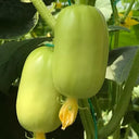 Yunü Mini Fruit Cucumber Seeds, 10 Seeds
