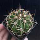 Melocactus azureus, 3-4cm