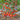 292 English Breakfast Multiflora Tomato, 5 Seeds