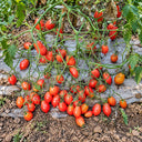 292 English Breakfast Multiflora Tomato, 5 Seeds