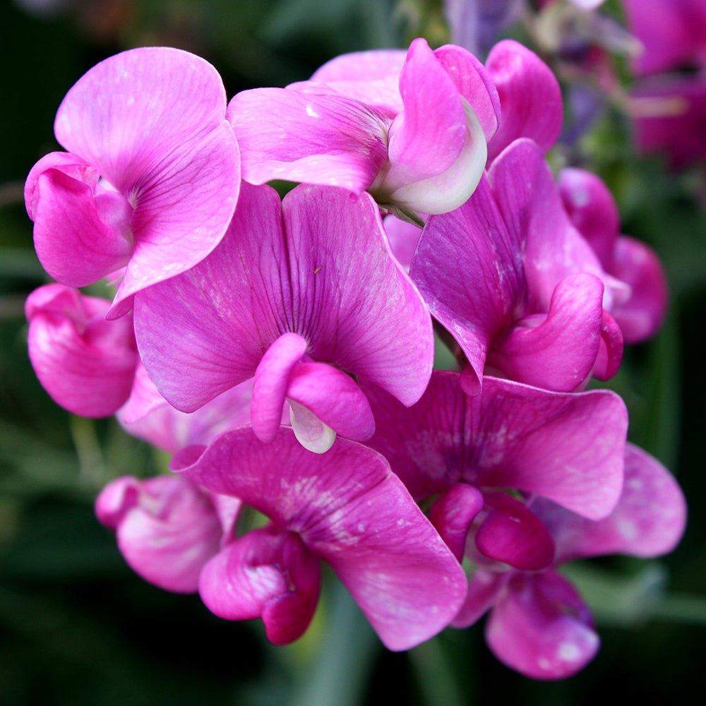 Tall Sweet Pea, Rose Red