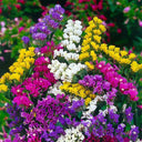 Wavyleaf Sea Lavender (mixed) Seeds, 200 Seeds