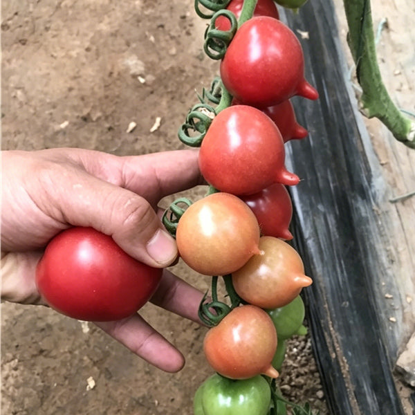 Spring Peach Heart Tomato, 10 Seeds