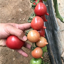 Spring Peach Heart Tomato, 10 Seeds