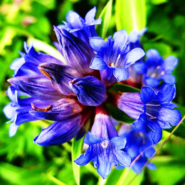 Largeleaf Gentian Qin Jiao, 200 Seeds