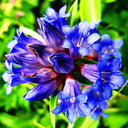 Largeleaf Gentian Qin Jiao, 200 Seeds