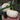 Specialty Mini White Beibei Squash, 10 Seeds