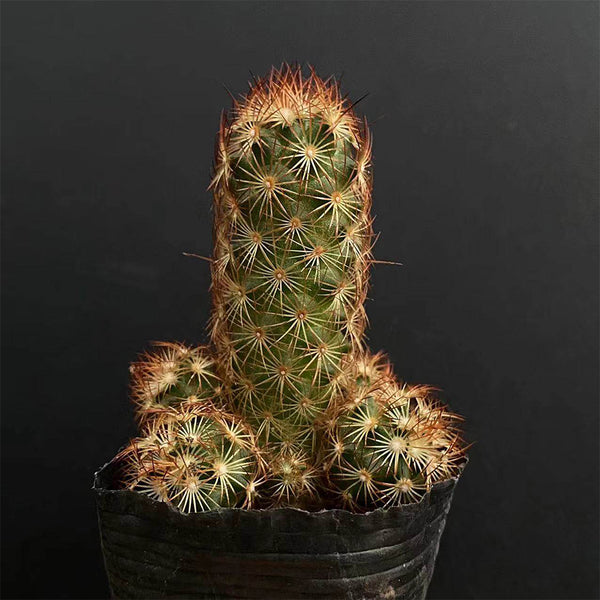 Mammillaria elongata, 5-8cm